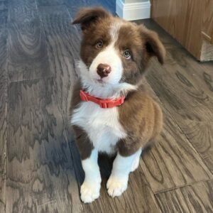 DEZKO / MALE