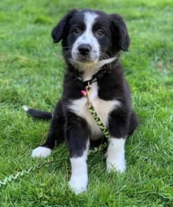 LEXIE / MALE