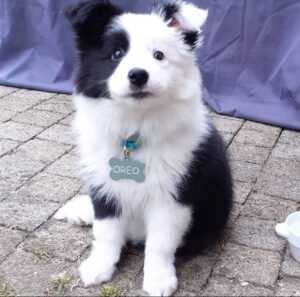 OREO