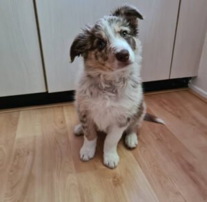PENNY