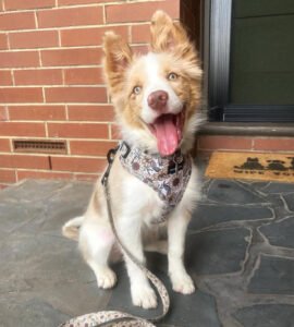 ROSIE